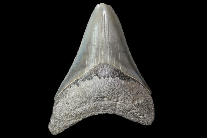 Serrated, Fossil Megalodon Tooth #72482
